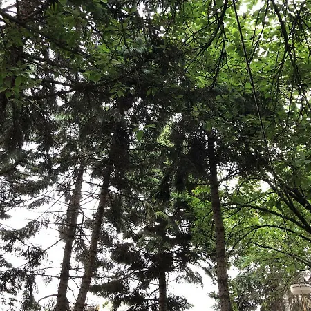 Sakura Uzhhorod
